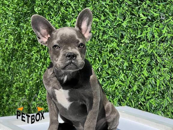 فروش توله ی فرنچ بولداگ 