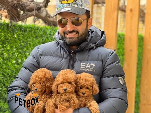 فروش توله های توی پودل رنگ رد