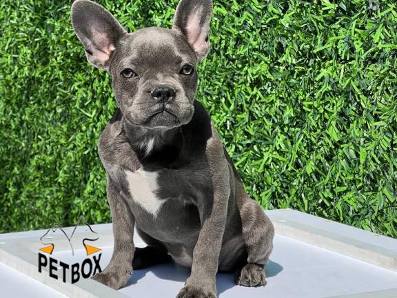 فروش توله ی فرنچ بولداگ 