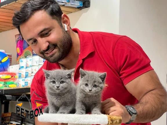 فروش گربه های بریتیش