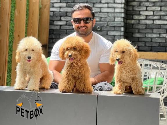 فروش توله های توی پودل