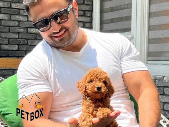 فروش توله های توی پودل