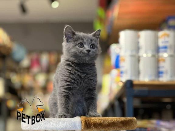 فروش گربه های بریتیش