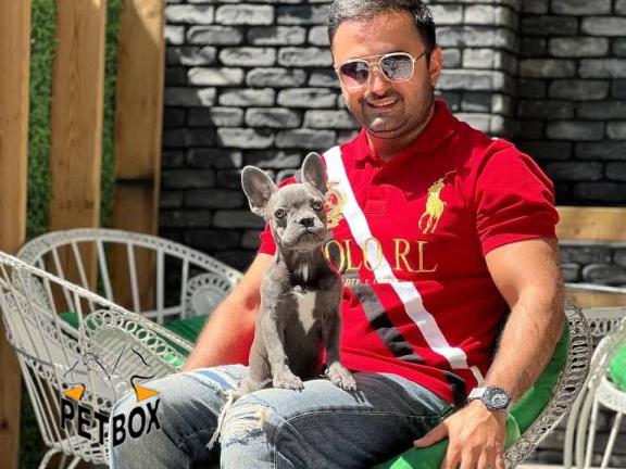 فروش توله ی فرنچ بولداگ