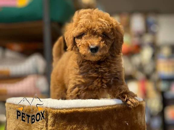 فروش توله های توی پودل 