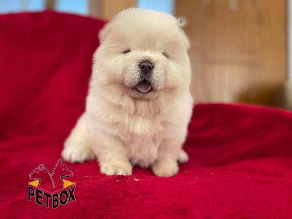 فروش توله ی چاوچاو - فروش سگ چاوچاو