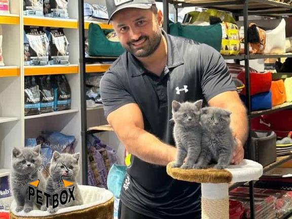 فروش گربه های بریتیش و اسکاتیش