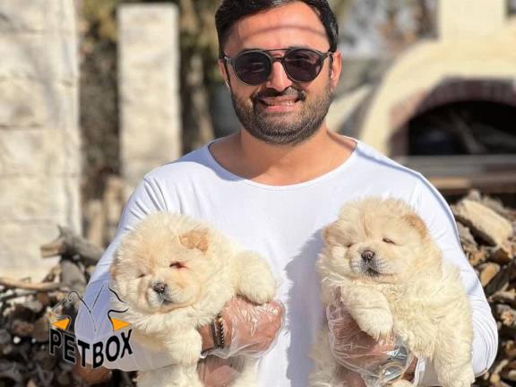 فروش توله ی چاوچاو - فروش سگ چاوچاو