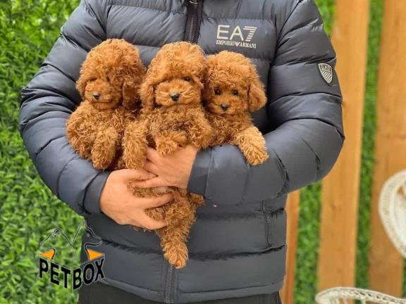 فروش توله یتوی پودل