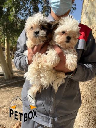 فروش سگ شیتزو -  فروش سگ شیتزو