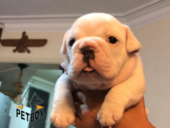 فروش توله انگیلیش بولداگ