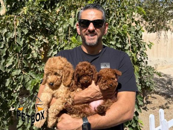 فروش توله پودل