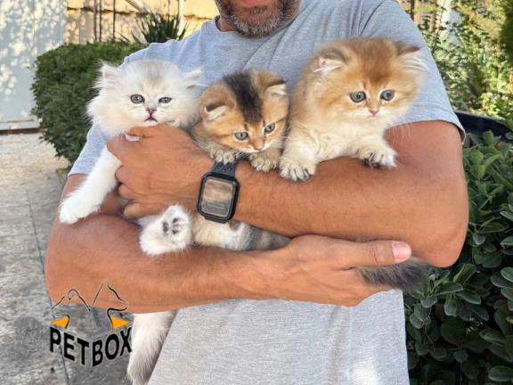 فروش گربه بیریتیش