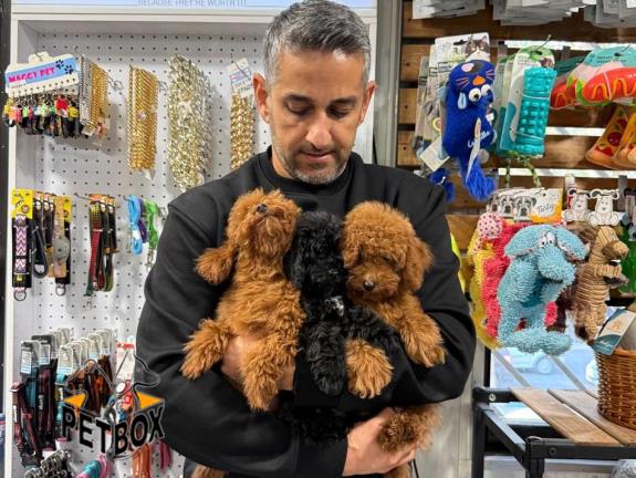 فروش توله ها پودل