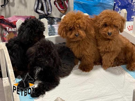 فروش توی پودل