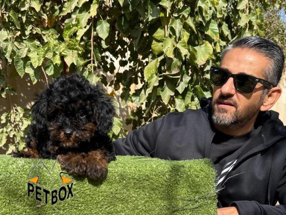 فروش تاینی پودل