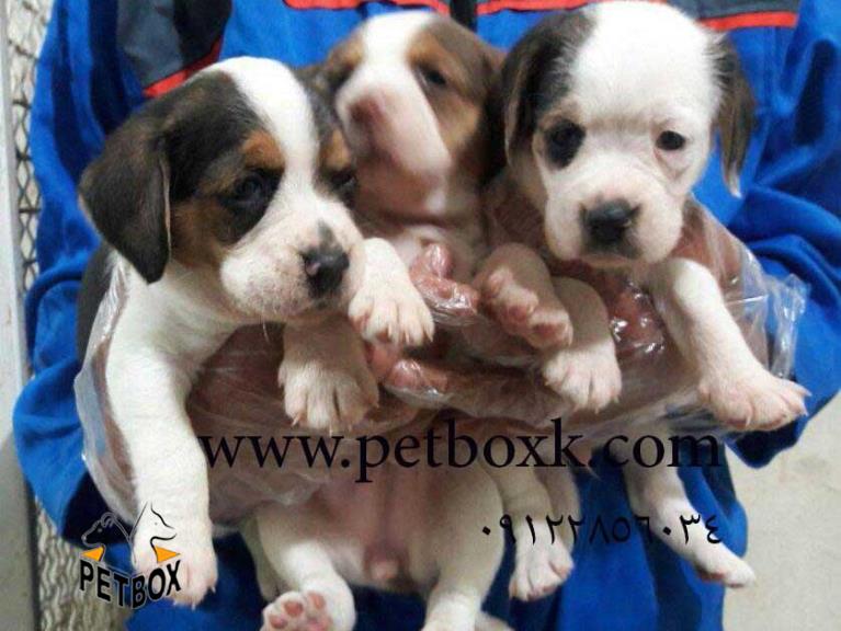 فروش بیگل های اماهه بازیگوش 