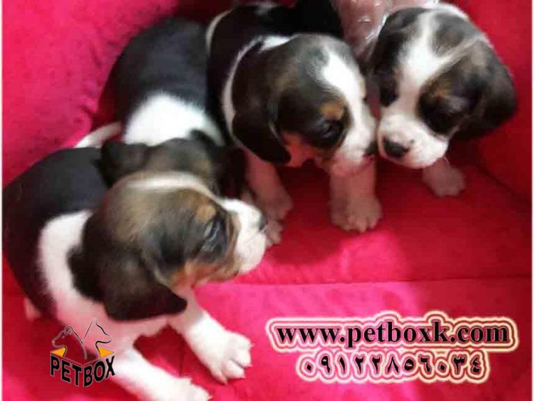 پیش فروش توله های بیگل 21 روزه نروماده